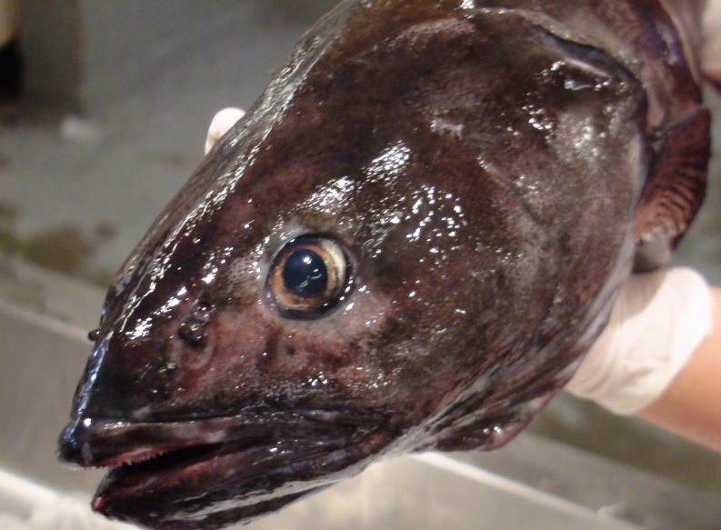 In Their Own Words: West Coast Sablefish Gear Switching Part 2